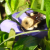 :iconredmuircat: