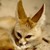 :iconredpaperfox: