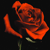 :iconredrose-jass: