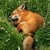 :iconredrose4fox: