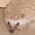 :iconredrose99: