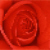 :iconredrosewinterangel: