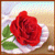 :iconRedRozen: