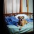 :iconredrumdog31: