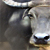 :iconredsai01: