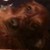 :iconredsetterlady15: