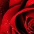 :iconredstarfalls: