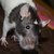 :iconredthewolfeh: