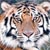 :iconredtigerblood: