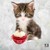 :iconredvelvetcat: