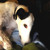 :iconredvoodoo378: