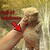 :iconredwarriorwolf: