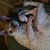 :iconredwings1340: