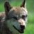 :iconredwolffr: