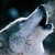:iconredwolfjl80: