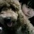 :iconreginachow: