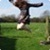 :iconreginald-tribianni: