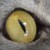 :iconregitred: