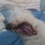 :iconreglisse9etoile: