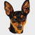 :iconrehtafa-dog: