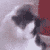 :iconreikouchiha: