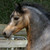 :iconrein-dance-ranch: