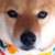 :iconreindeerpoo: