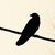 :iconreinhartt: