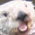 :iconreixed: