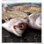 :iconreleased-sodomy: