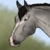 :iconrembya: