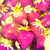 :iconremiellove: