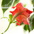 :iconremivalentine:
