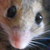 REMylius :iconremylius: