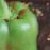 :iconren-is-silver: