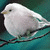 :iconren-tf: