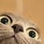 :iconrenard-de-lune: