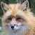:iconrenardsage:
