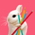 :iconreneethesiamese: