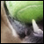 :iconrenegrape: