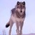 :iconrenki-greywolf: