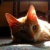 :iconrentmylife: