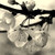 :iconrenyus55: