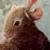 :iconrepicheep22:
