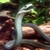 :iconreptilebreedergame: