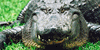 :iconreptilelovers:
