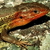 :iconreptiles-club: