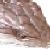 :iconreptileshadows: