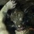 :iconreptilianphotography: