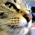 :iconrerecat2cool: